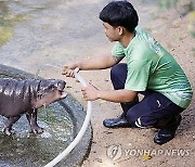 THAILAND ANIMALS