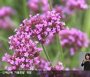 성큼 다가온 가을…축구장 27개 넓이의 ‘가을꽃밭’ 개장