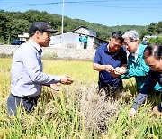 벼 병충해인 벼멸구 확산…의령군 2억3천만원 예산 긴급 투입