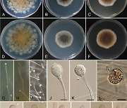전남대 이향범 교수팀, 신종 털곰팡이 발견