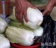 배춧값 고공행진