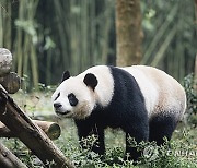 Hong Kong China Pandas