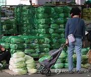 '오늘은 배추 얼마에요?'