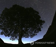 Britain Sycamore Gap Tree