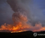 Dog Cremation Wildfire