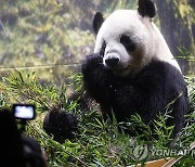 JAPAN PANDA