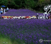 '꽃향기와 낭만 가득'…인제 가을꽃 축제 개막