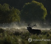 Britain Deer