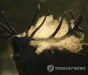 APTOPIX Britain Deer