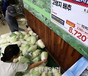 [포토]배추값 고공행진