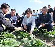 송미령 농림축산식품부 장관, 배추 작황 상태 점검