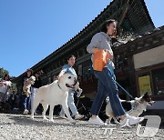 [뉴스1 PICK]사찰에서 반려견과 함께 걸으며 힐링해요