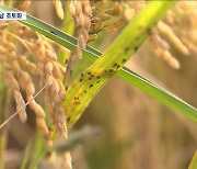 "벼멸구에 논 70% 망가져"‥중국 벼멸구로 호남 초토화