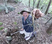 [함양] "심봤다" ... 10월 3일부터 '산삼축제'