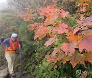 붉게 물들어가는 설악산 단풍