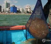 中 2위 석탄발전소에 '해파리 습격'…"펌프 막아 발전량 감소"