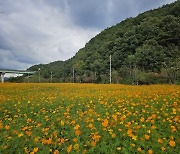 [포토뉴스]고령 대가야읍 어북실 가을꽃 '만개'