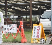 양양 한우농장서 강원 2번째 '럼피스킨' 발생