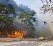 [단독]산불 피해 키우고, 경제성 없는데···침엽수 비율 1.5배로 늘린 산림청