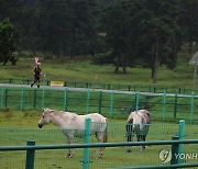 가을 제주마