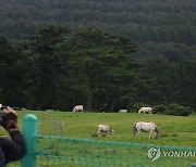 가을 제주마