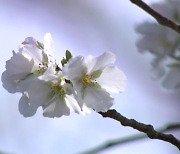 [날씨] "실화야?" 곳곳에 '가을 벚꽃' 활짝..."생체시계 무너져"