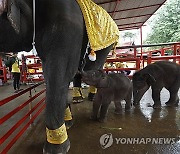 THAILAND ANIMALS