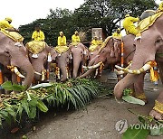 THAILAND ANIMALS