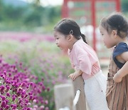 양주시 나리농원 천일홍 꽃밭, 나들이 명소로 최고 인기.. 19만명 방문