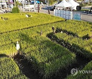 의좋은 형제 축제 볏짚 미로