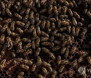 GREECE PHOTO SET APICULTURE