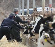 고창군 14일까지 소·염소 846 농가 5만여두 구제역 백신접종