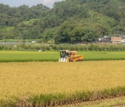 전남도, '570억' 벼 경영안정 대책비…"㏊당 평균 65만원"