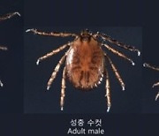 대구시, 가을철 진드기 매개 감염병 주의보