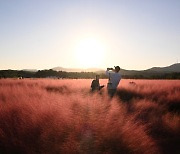 양주 나리농원 천일홍 꽃밭의 향연···19만명 다녀가