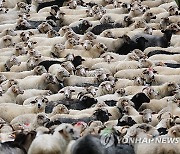 POLAND ANIMALS TRADITION