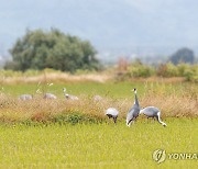 철원평야 찾은 겨울 진객 재두루미