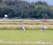 철원평야 찾은 겨울 진객 재두루미