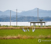 철원평야 찾은 겨울 진객 재두루미