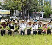 울산시 “청렴미, 벼 베기 해요”