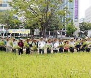 울산 시청 광장서 진행된 '청렴미' 벼 베기