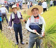 황금들판으로 변한 울산시청... 첫 벼 베기 기쁨 만끽