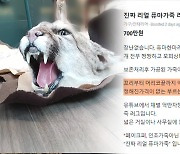 “퓨마 가죽 팝니다” 버젓이…단속은 ‘구멍’