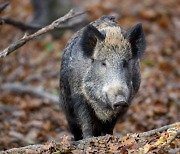 Man killed by fellow hunter who mistook him for wild boar