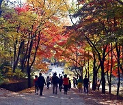 가을 단풍 즐겨요…안양시, 서울대 관악수목원 29일간 시범 개방