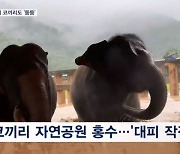 태국 치앙마이 홍수로 코끼리까지 '둥둥'…3명 사망