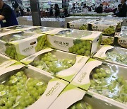 Shine Muscat prices fall over 50% in 3 years