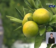 ‘국민 간식’ 감귤의 계절…“색 푸르러도 달아요”