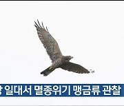 회야강 일대서 멸종위기 맹금류 관찰