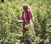 epaselect PAKISTAN WORLD COTTON DAY